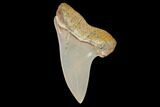 Mako Shark Tooth Fossil - Sharktooth Hill, CA #94669-1